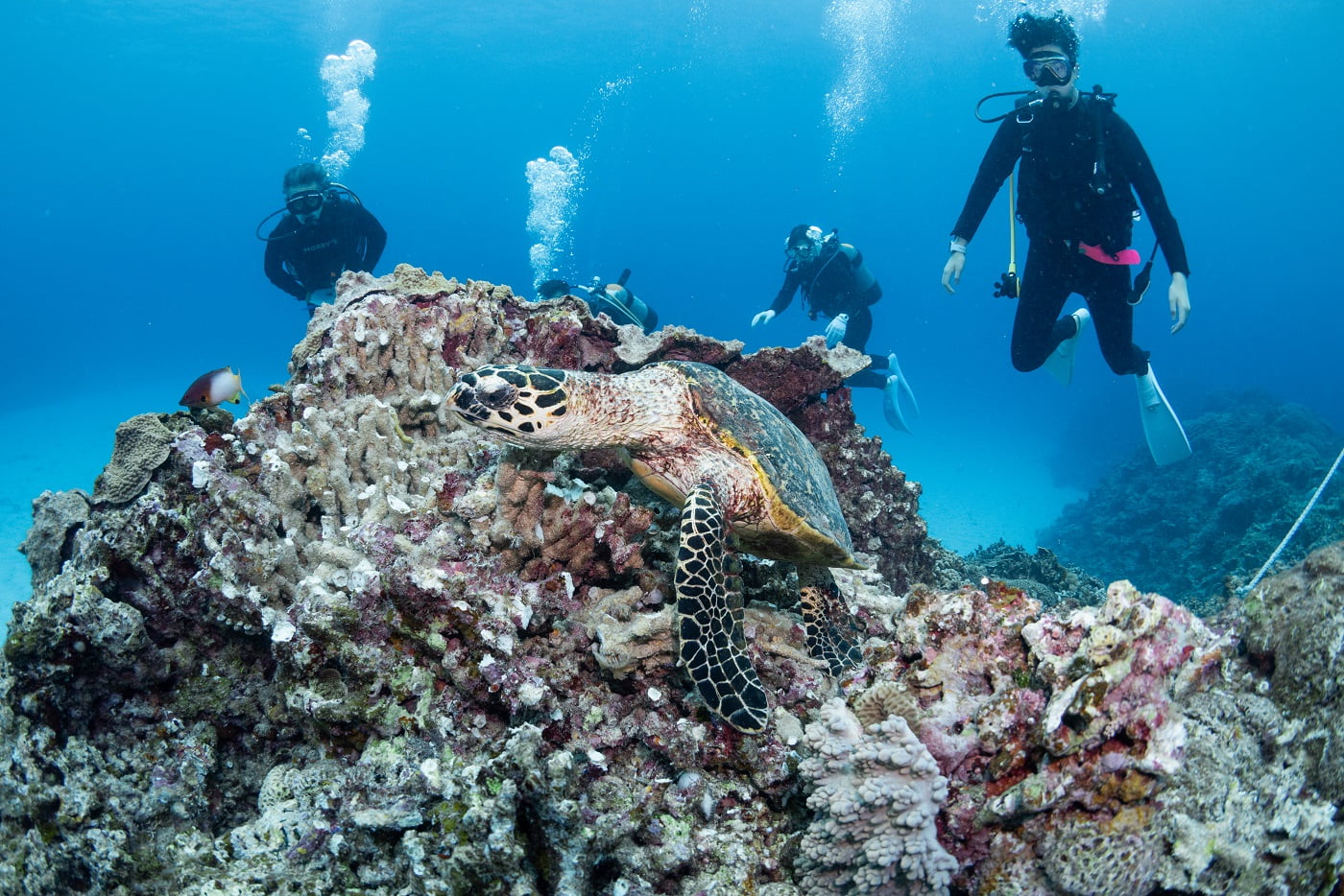 a sea turtle and the guests