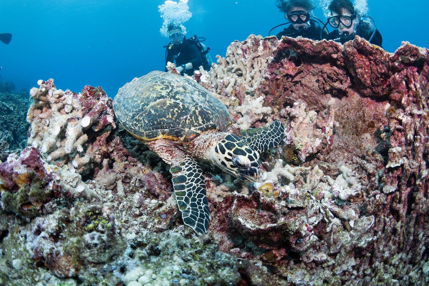 a sea turtle and the guests