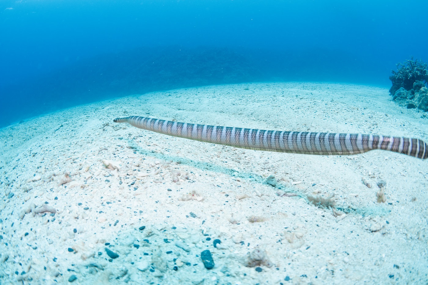 sea snake
