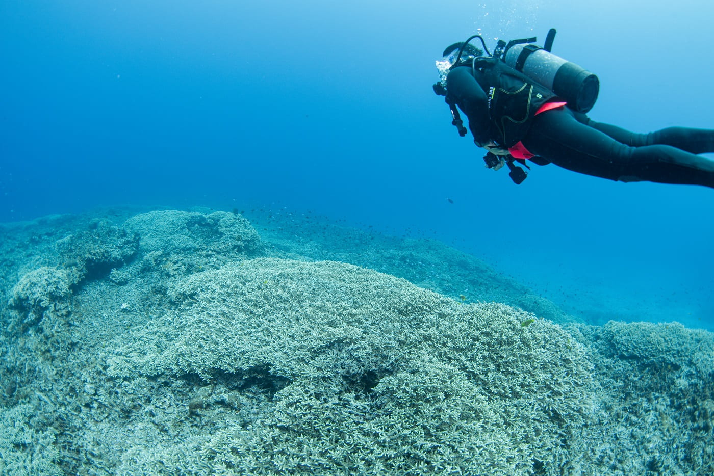 guests during the dive