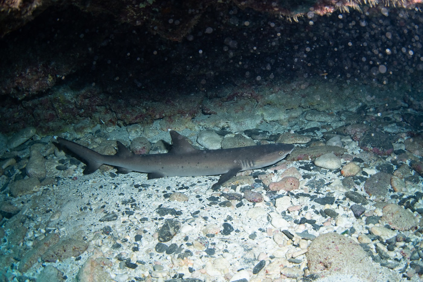 whitetip reef shark