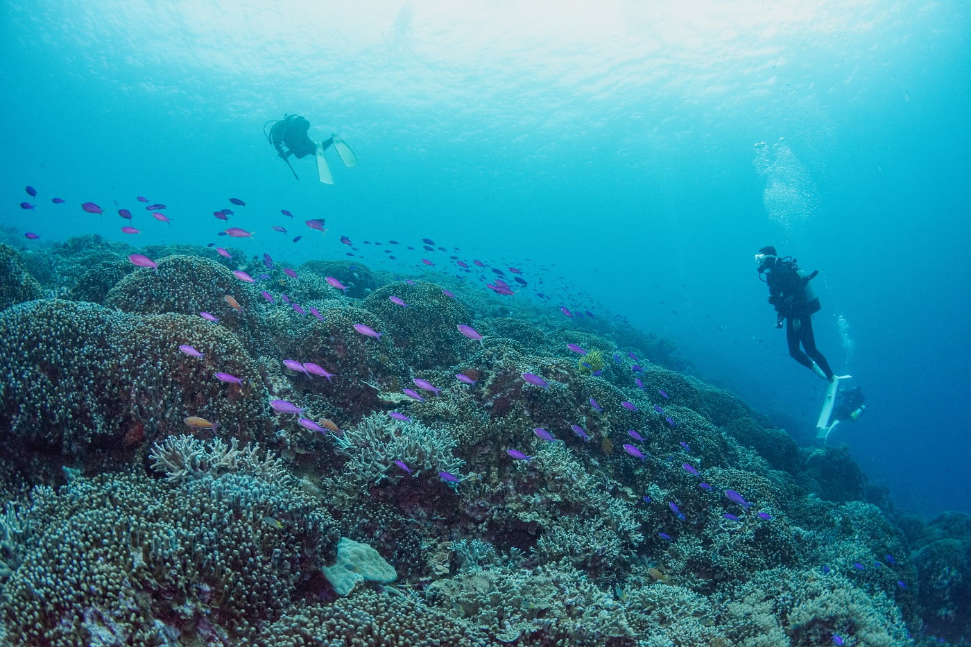 underwater scenery in the Kerama Islands