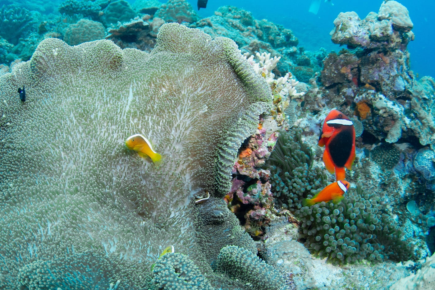 underwater scenery in the Kerama Islands