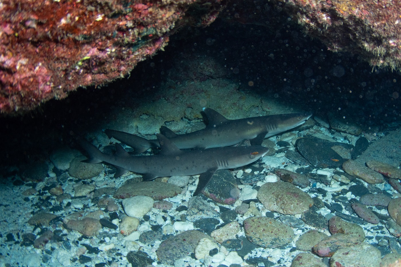 two whitetip reef sharks