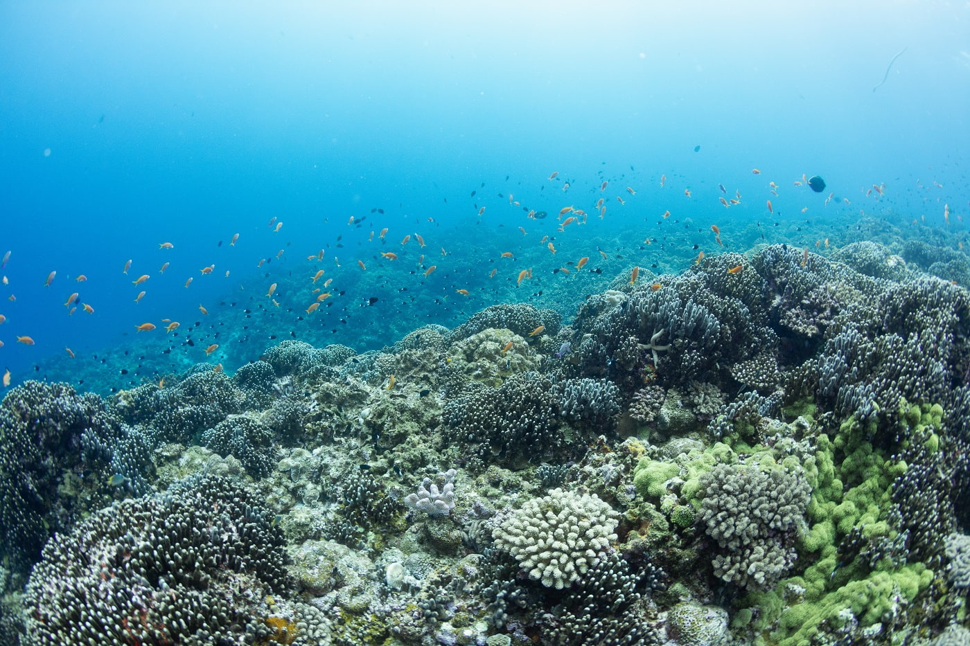 beautiful coral in the kerama islands