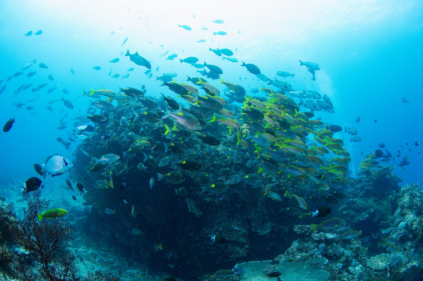 shool of fish in the kerama islands