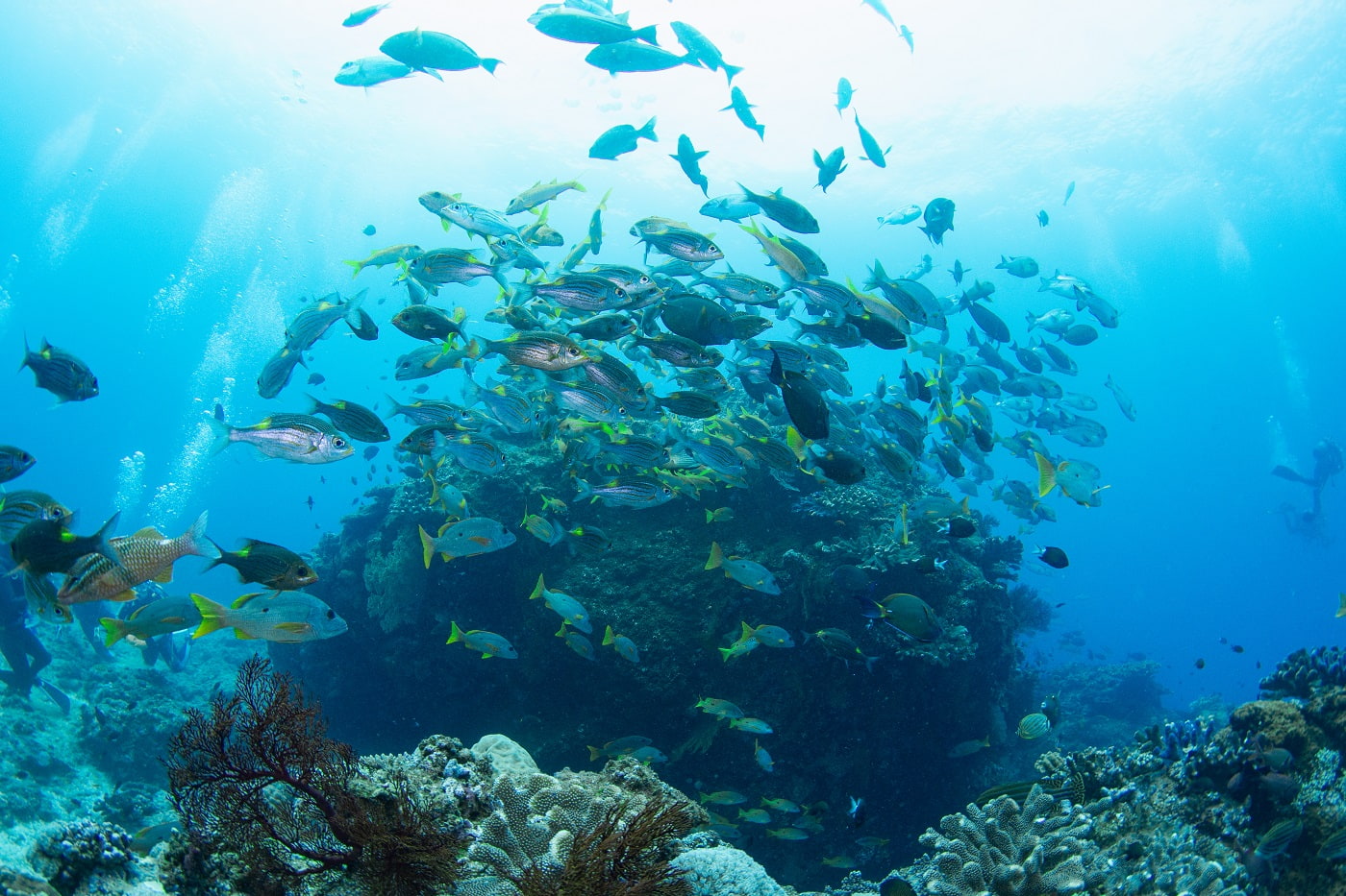 shool of fish in the kerama islands