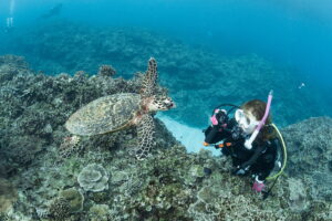 Diving in the Kerama Islands With Guests From Taiwan and Japan! Lots of Sea Turtles
