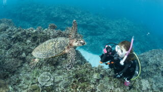 Diving in the Kerama Islands With Guests From Taiwan and Japan! Lots of Sea Turtles