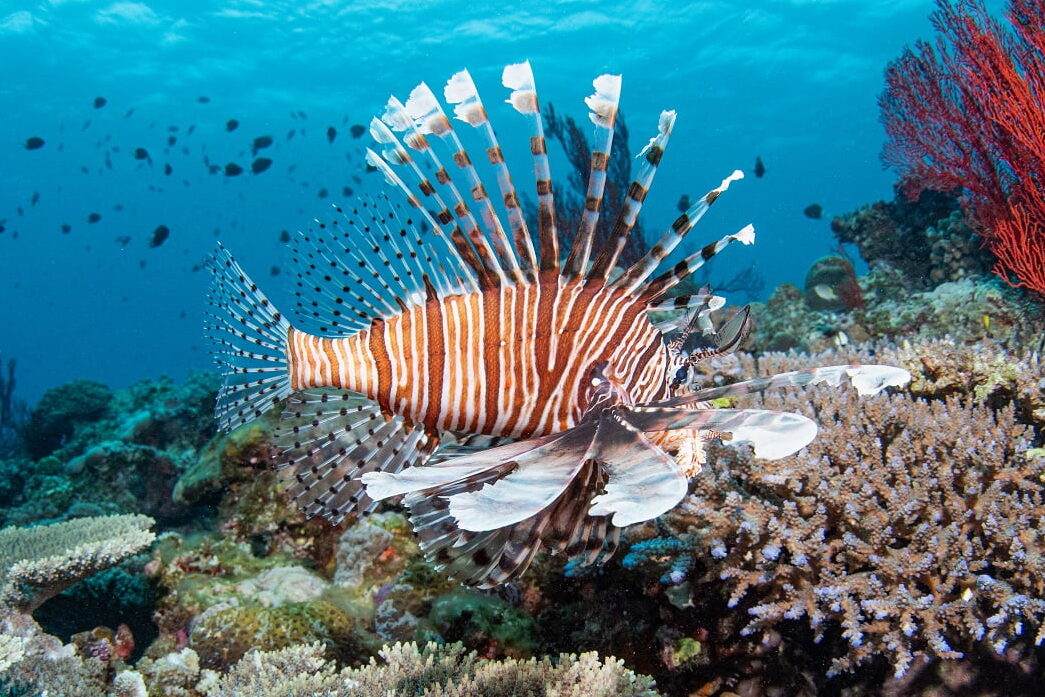 Lionfish