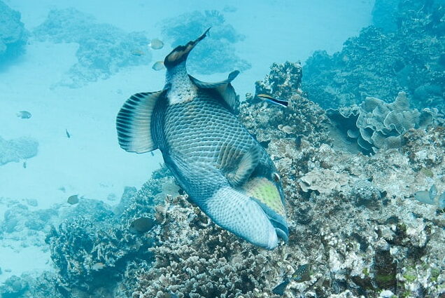 Titan triggerfish