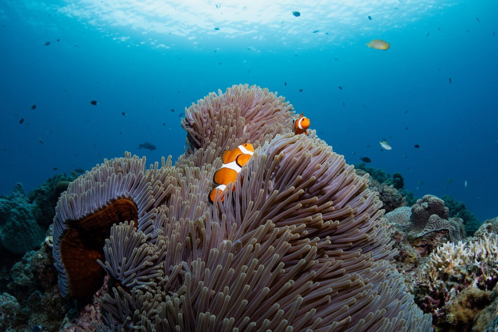 Clown anemonefish