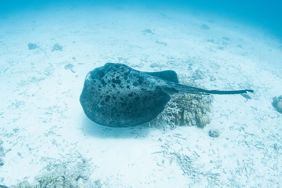 Blotched stingrays