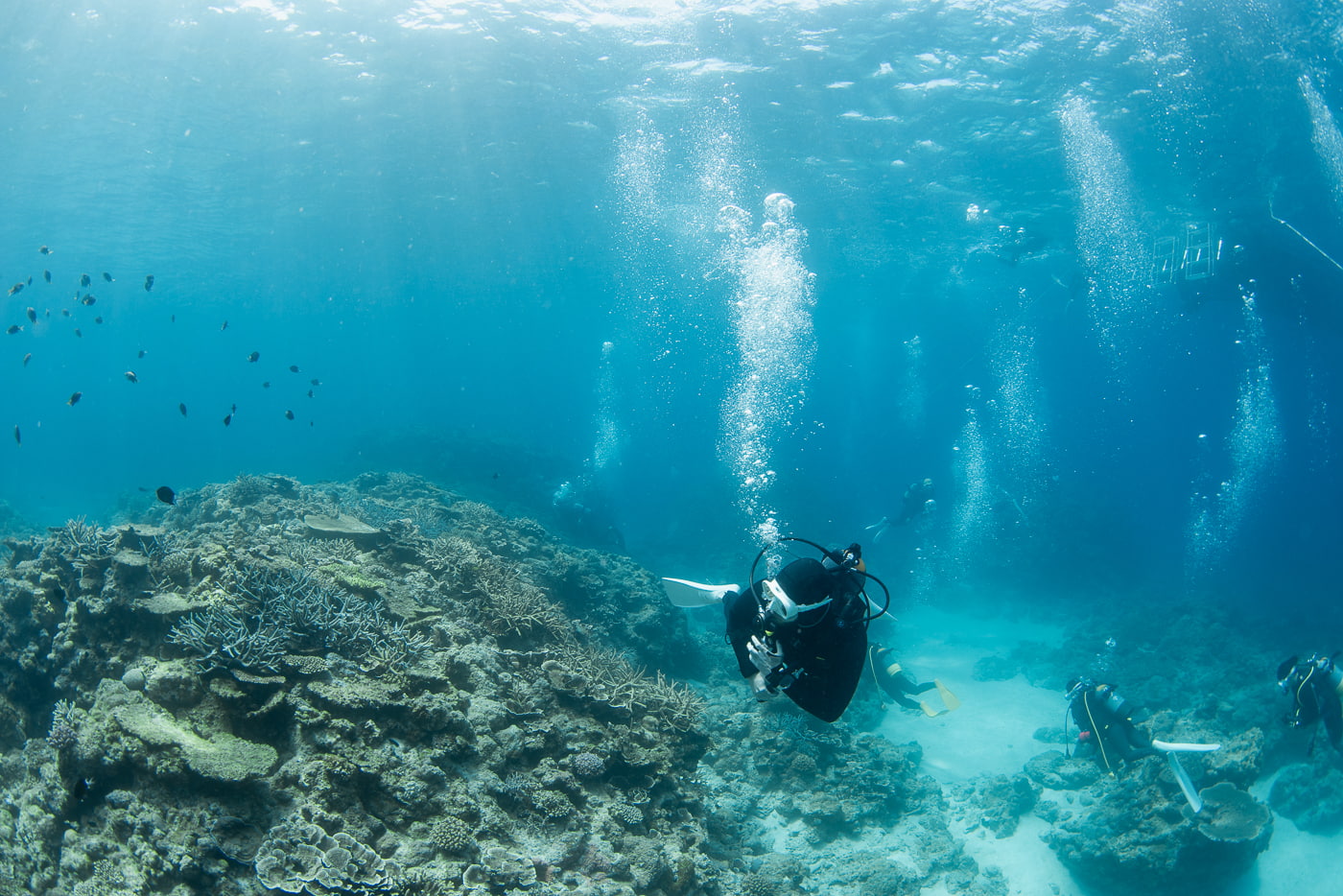 underwater scenery