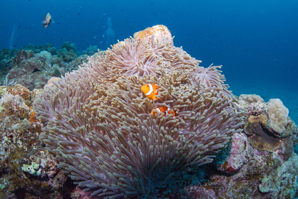 Clownfish