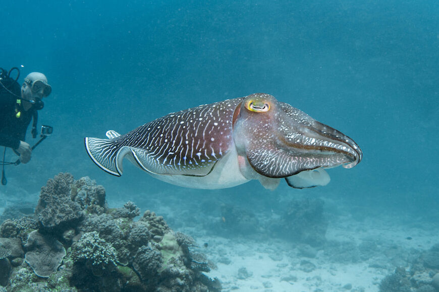 Broadclub cuttlefish