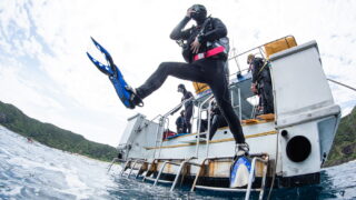 Diving in the Kerama Islands With Guests From Switzerland, Germany, and the United States! Sharks and Cuttlefish