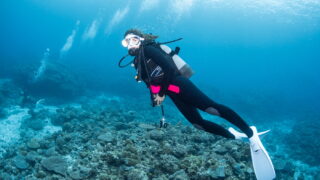 Diving in the Kerama Islands With Guests From the United States! Cuttlefish and Schools of Fish
