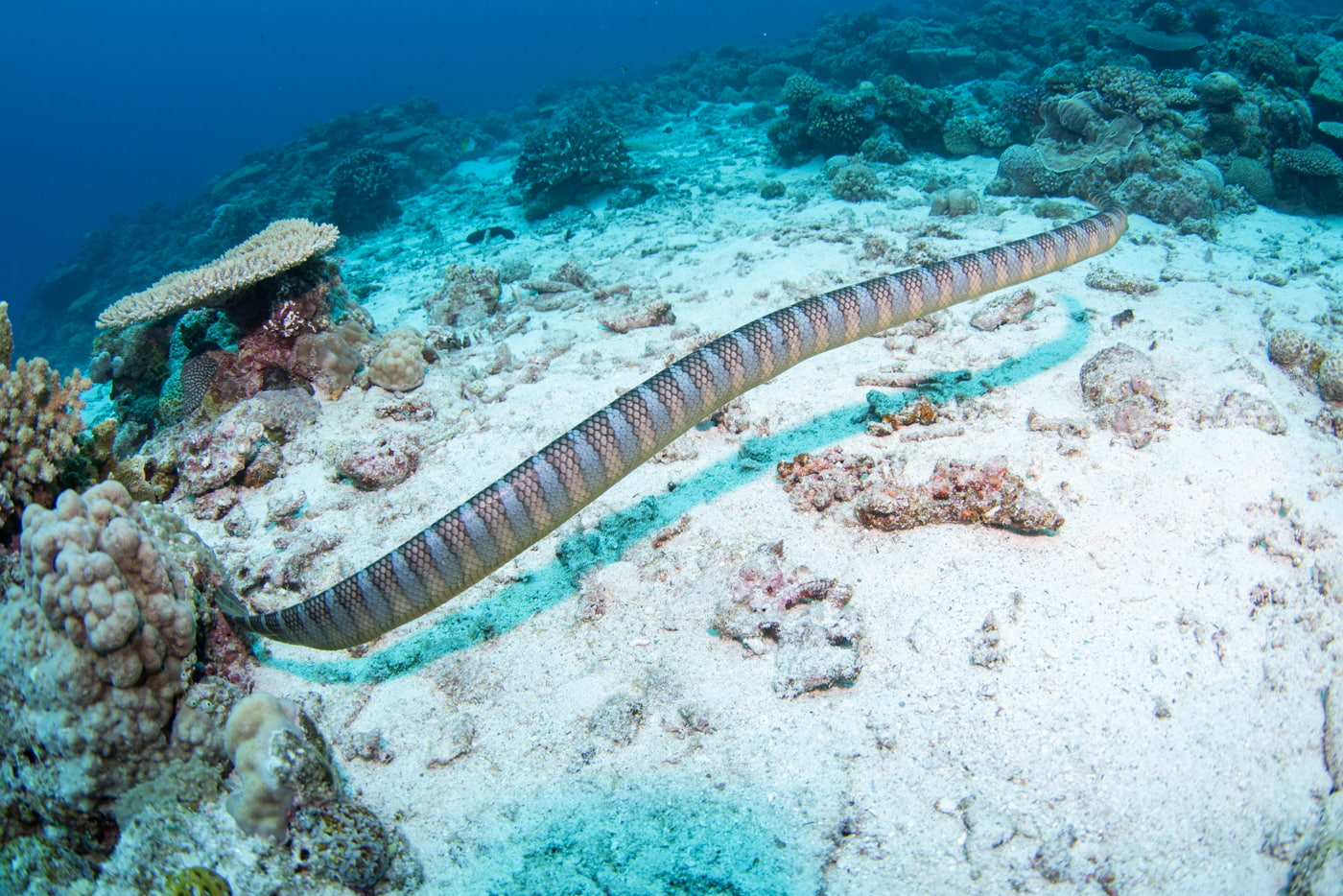 sea snake
