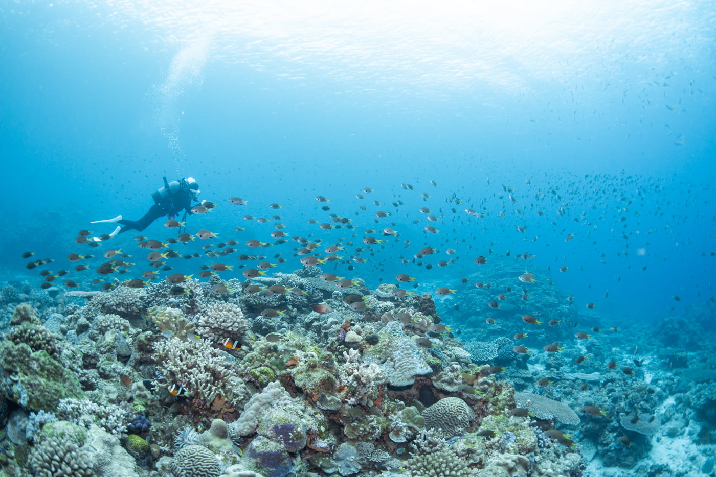 Underwater Scenery