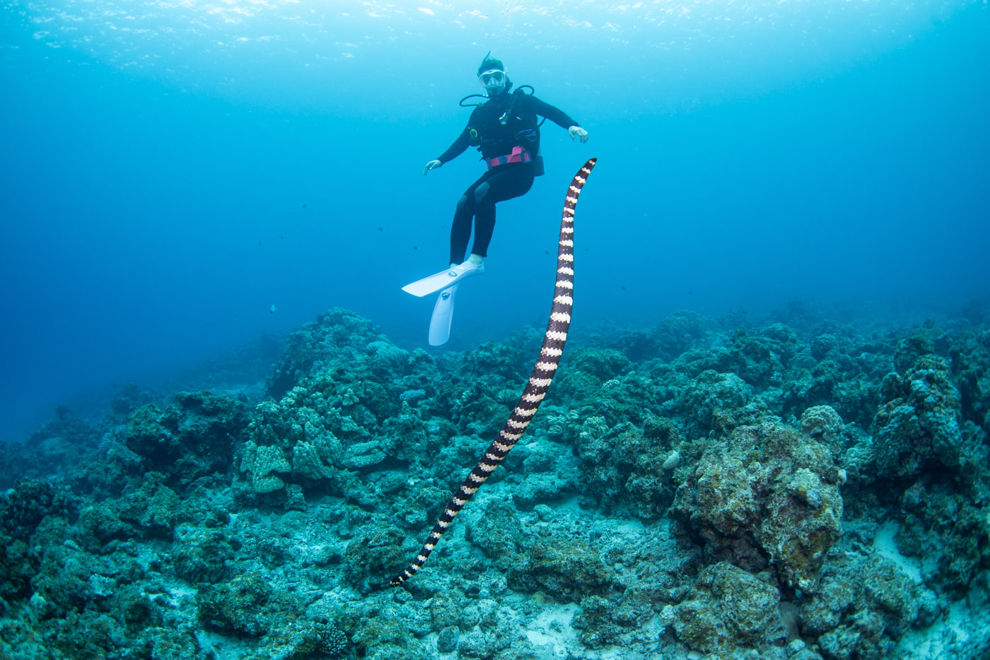 sea snake and guest