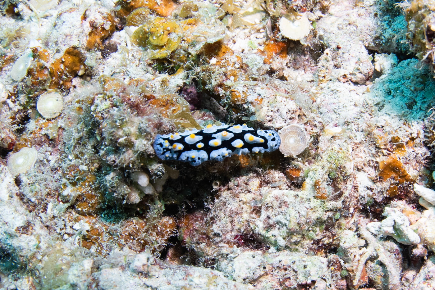 sea slug
