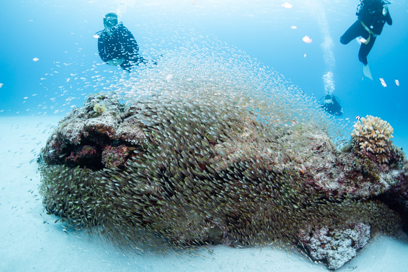 school of fish