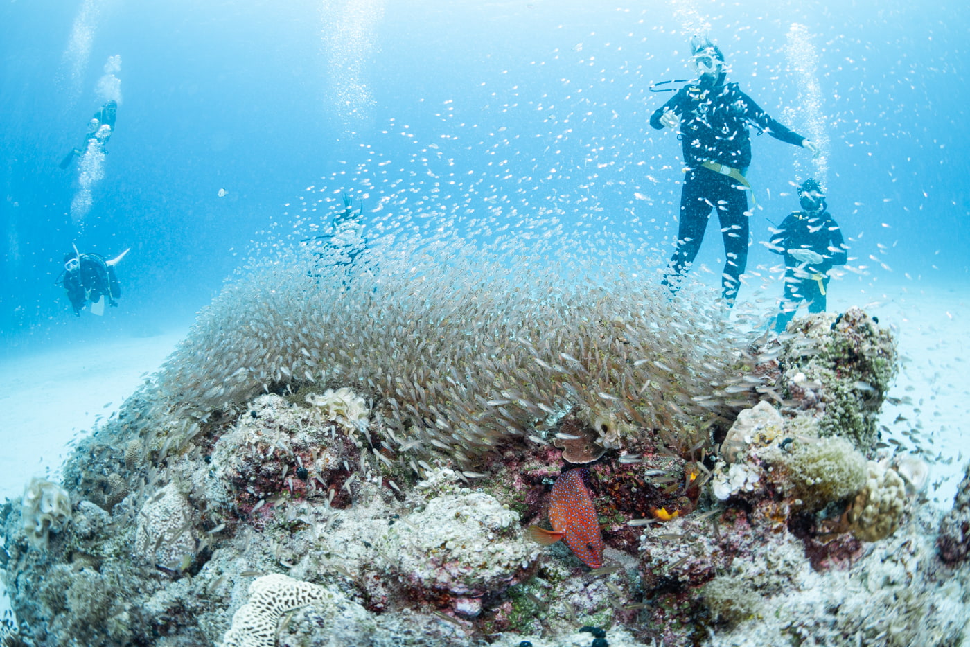 school of fish