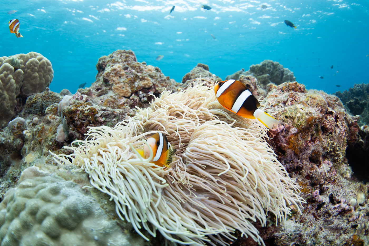 clownfish
