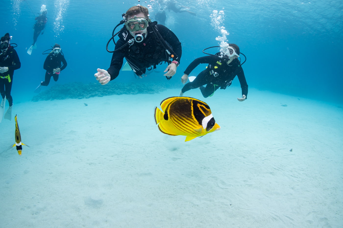 yellow fish and guests