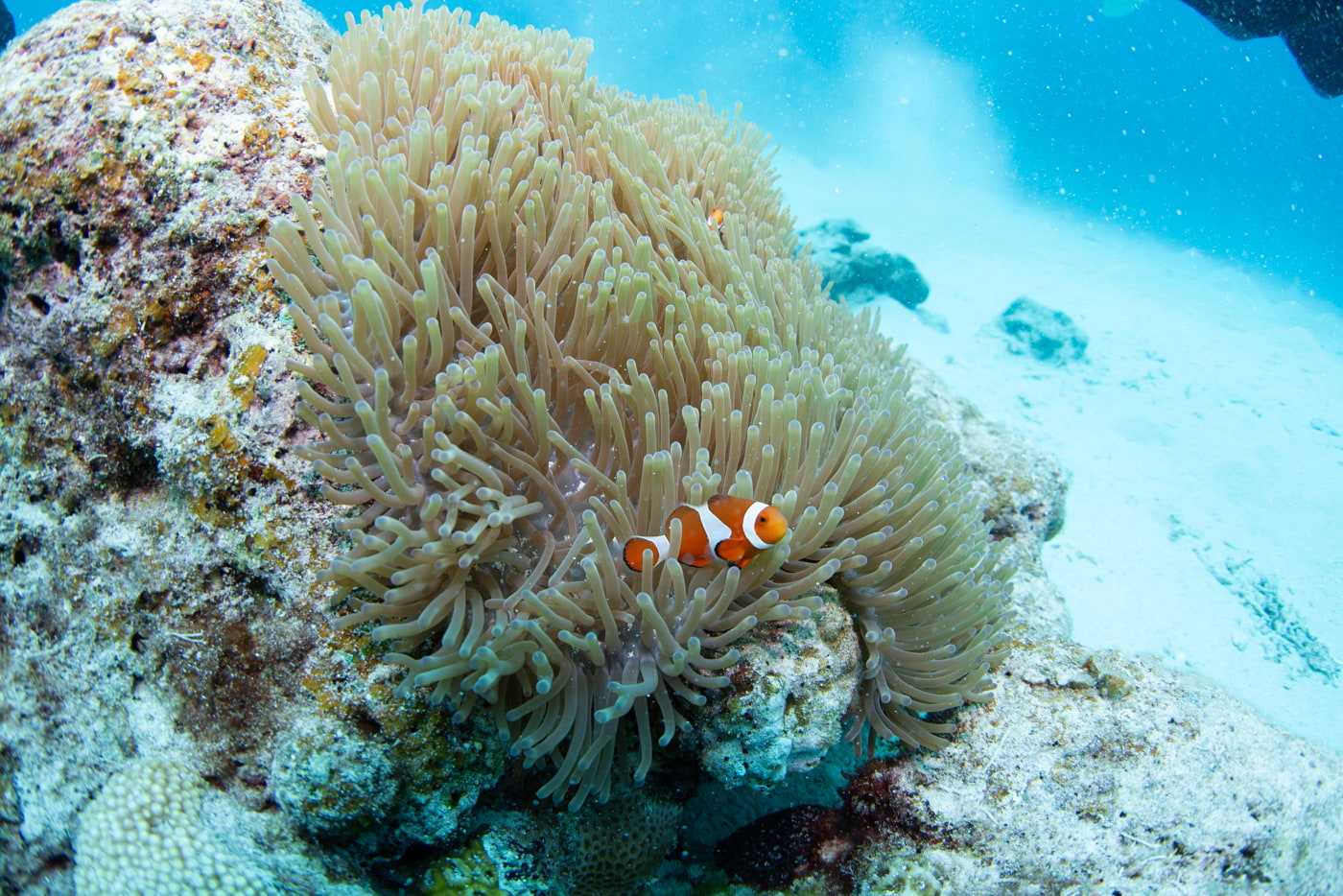 clownfish