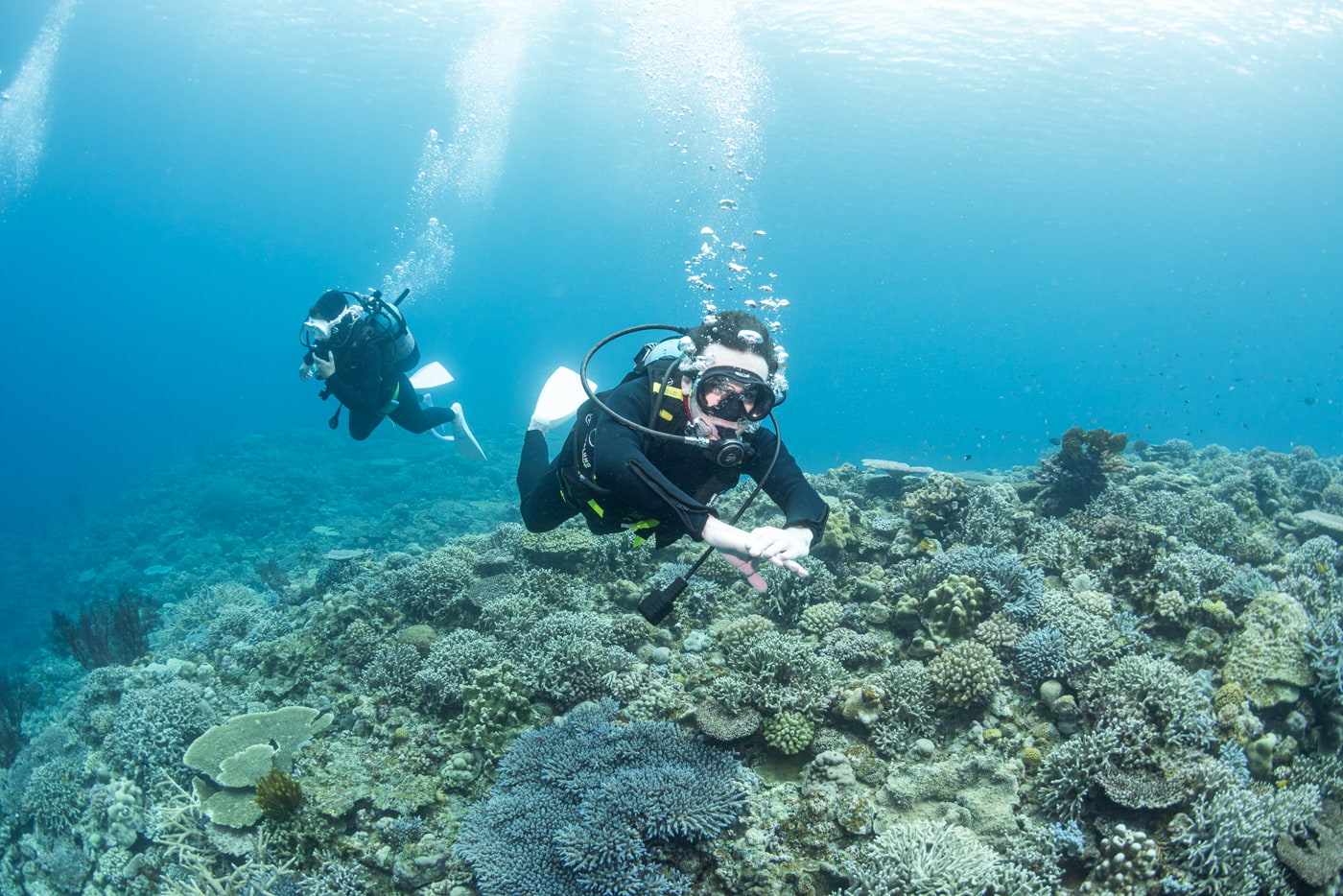 guests diving in the kerama islands
