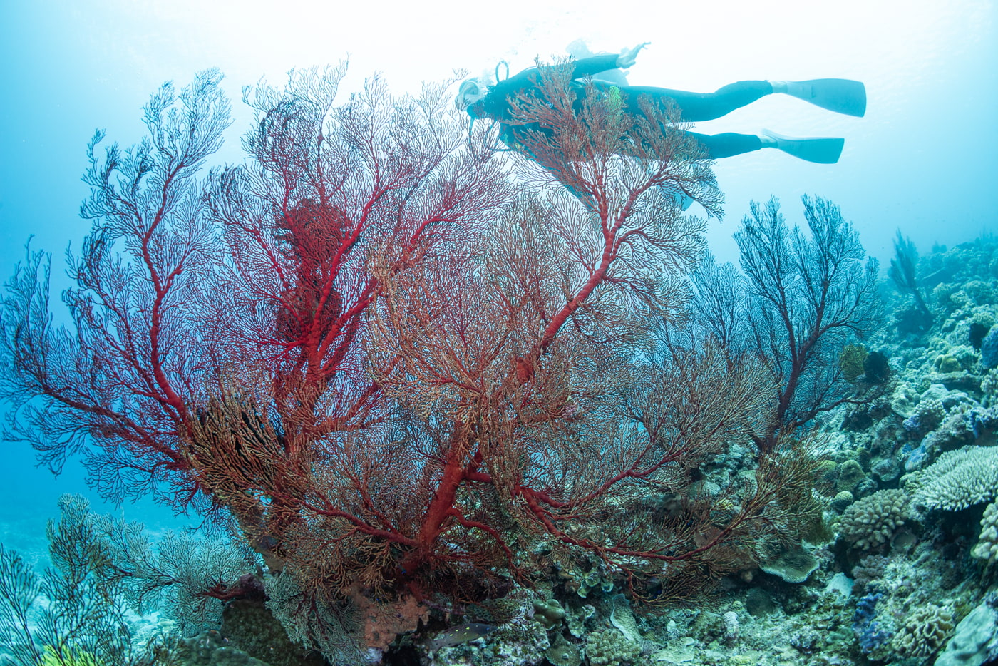 underwater scenery