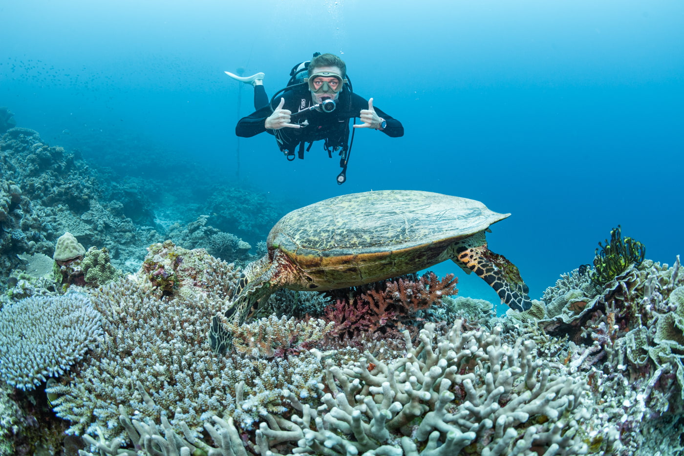 sea turtle and guest