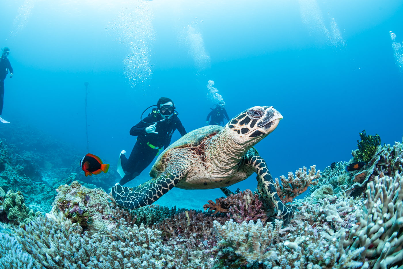 sea turtle