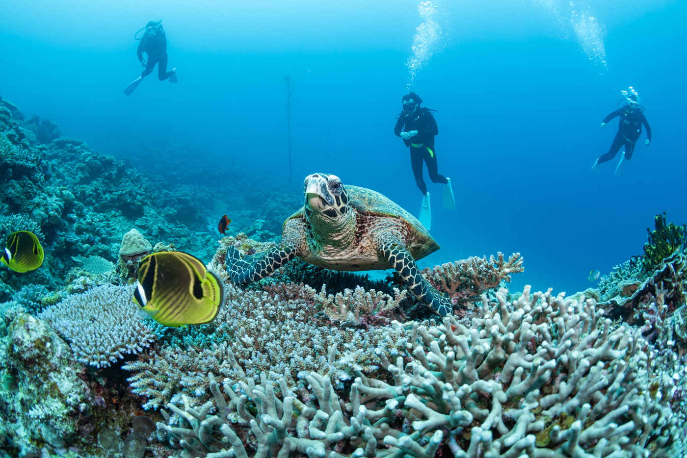 sea turtle