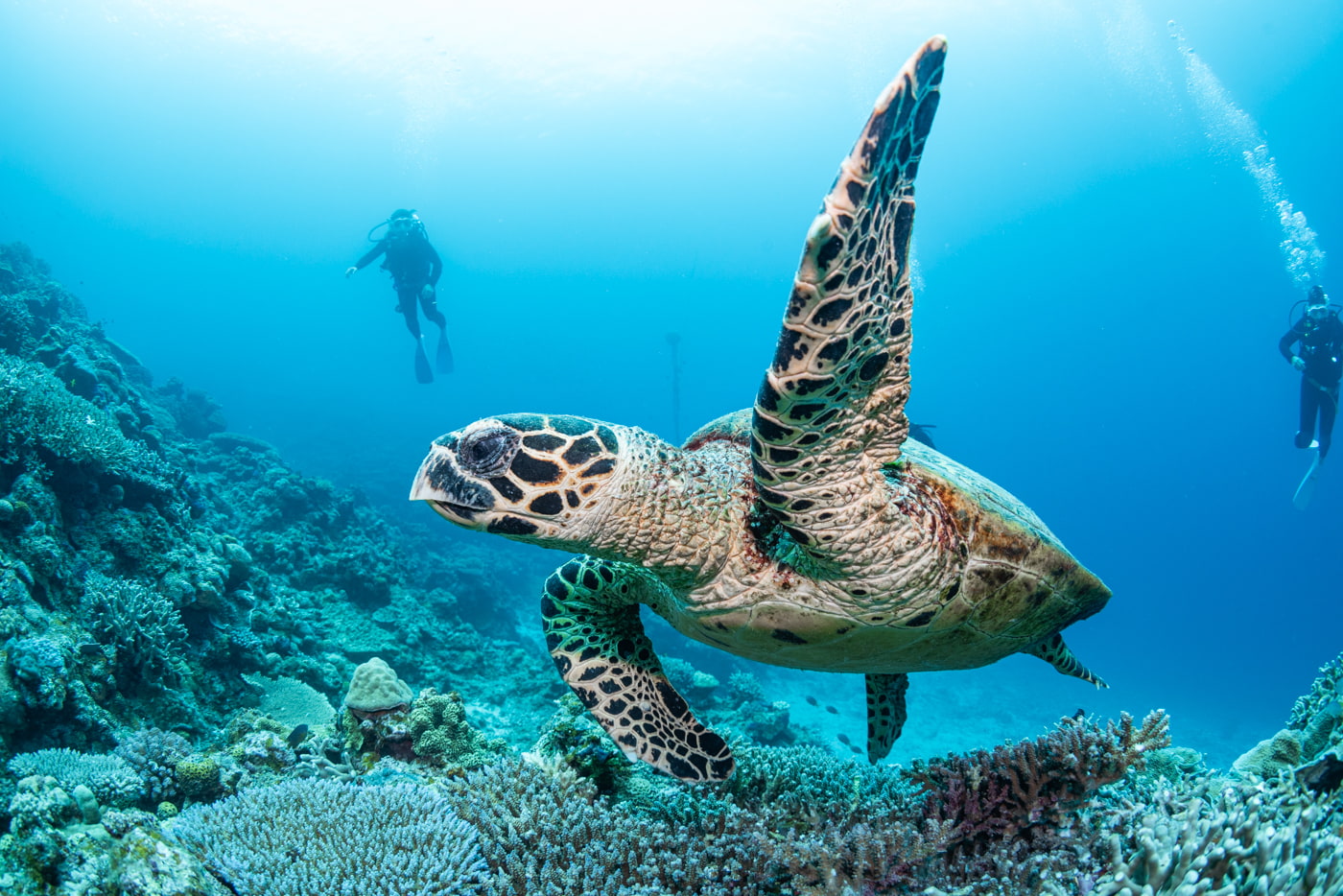 sea turtle