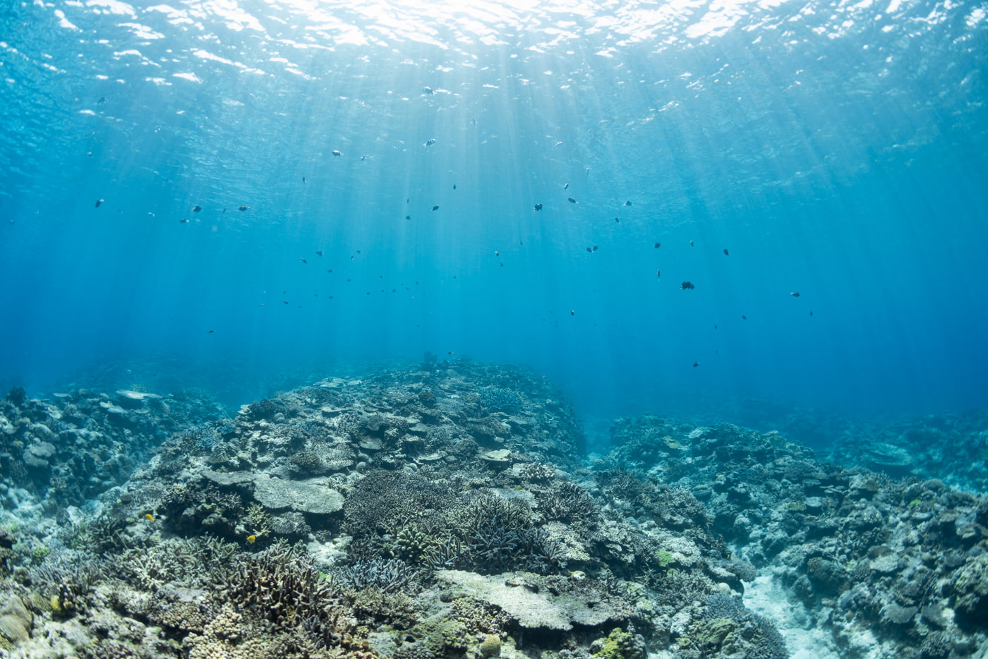 Underwater Scenery in the Kerama Islands