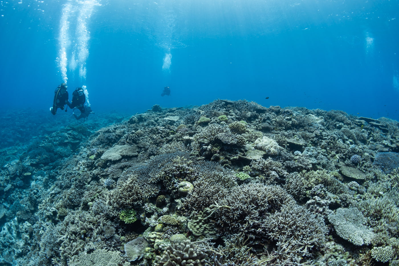 Underwater Scenery in the Kerama Islands