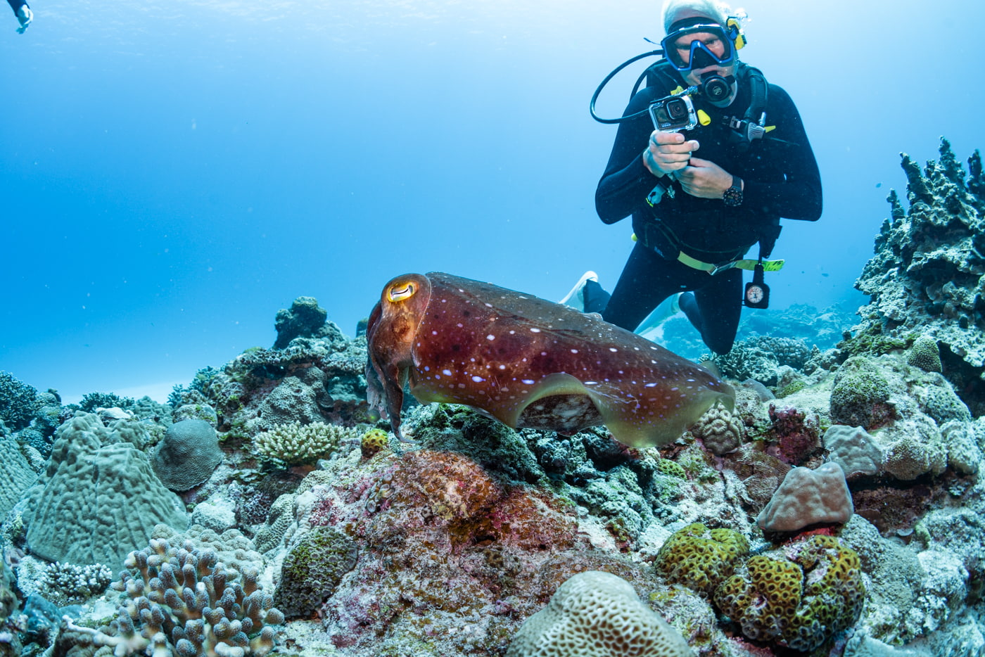Broadclub Cuttlefish