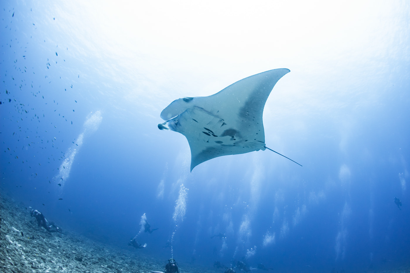 Manta ray