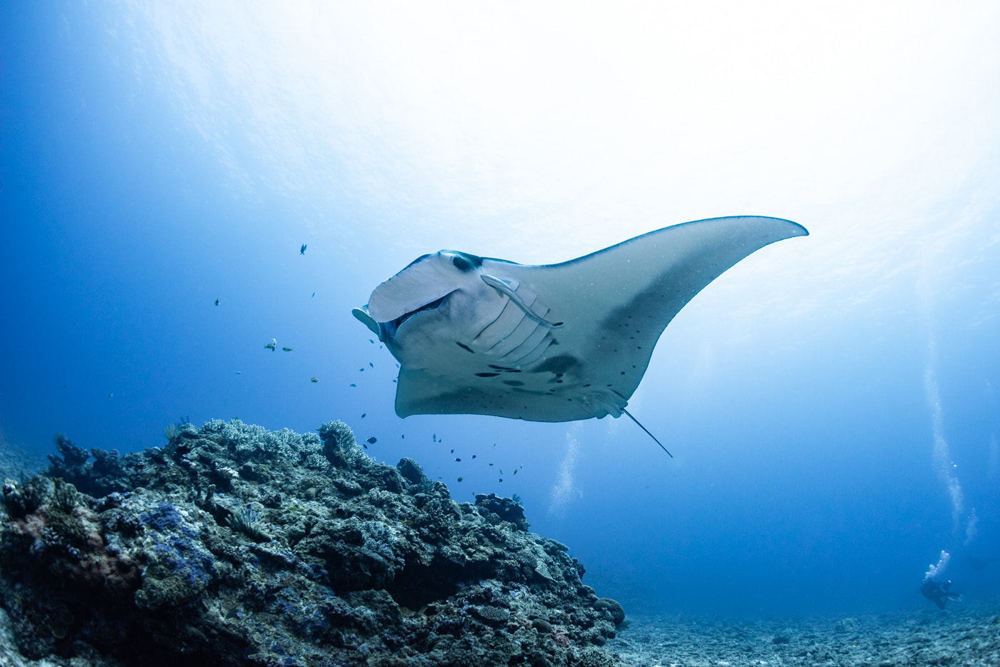 Manta ray