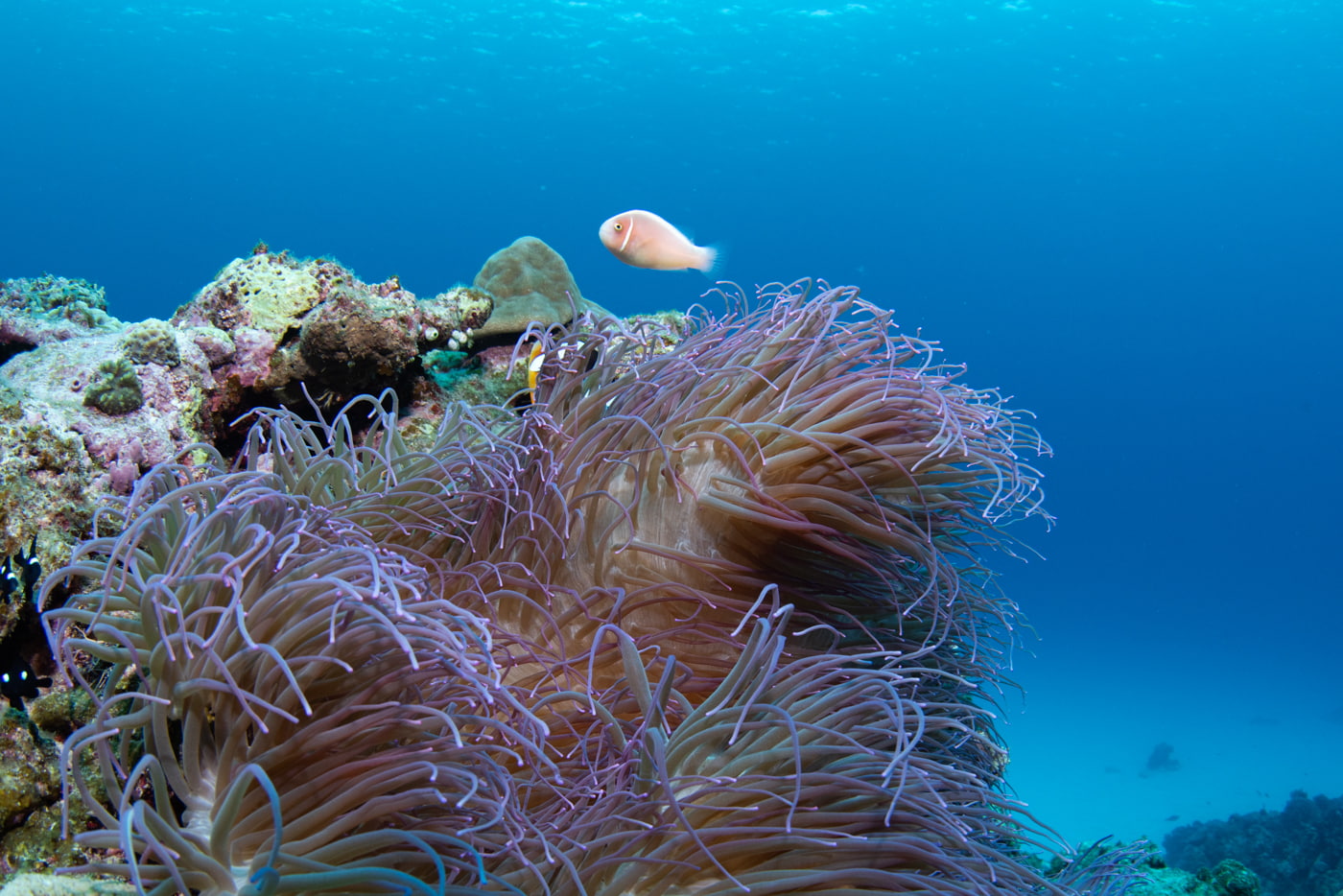 clownfish