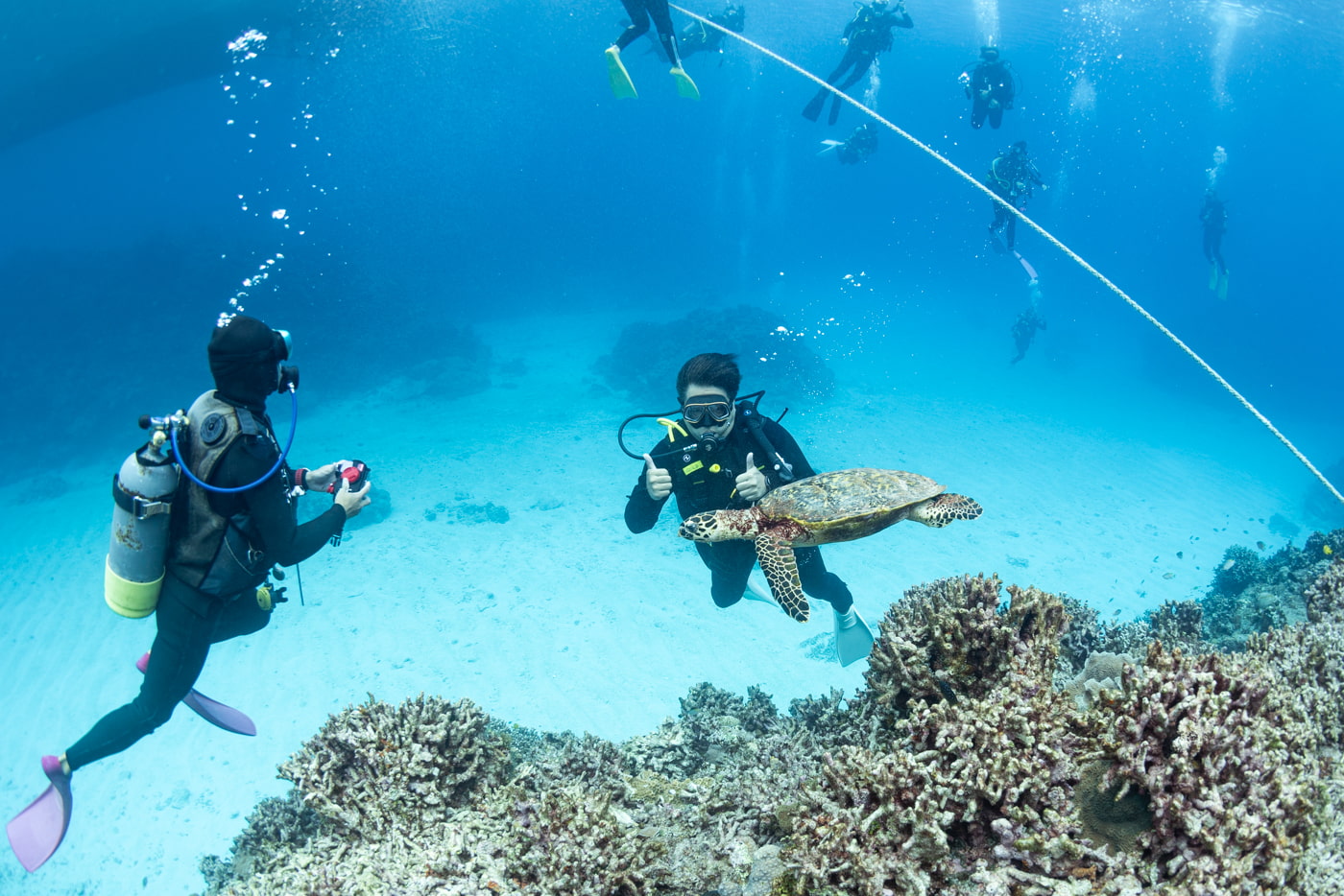 sea turtle and guests