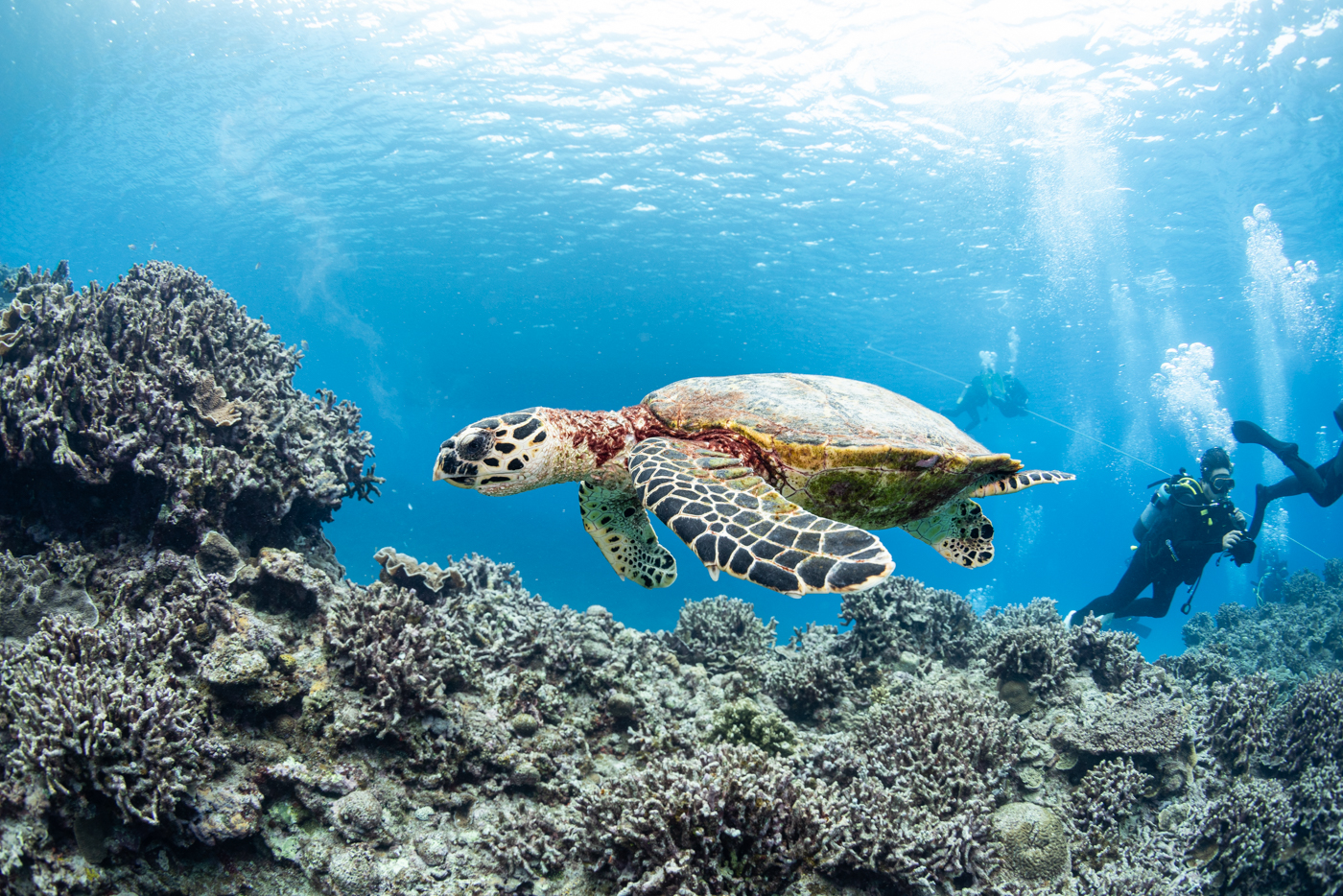 sea turtle