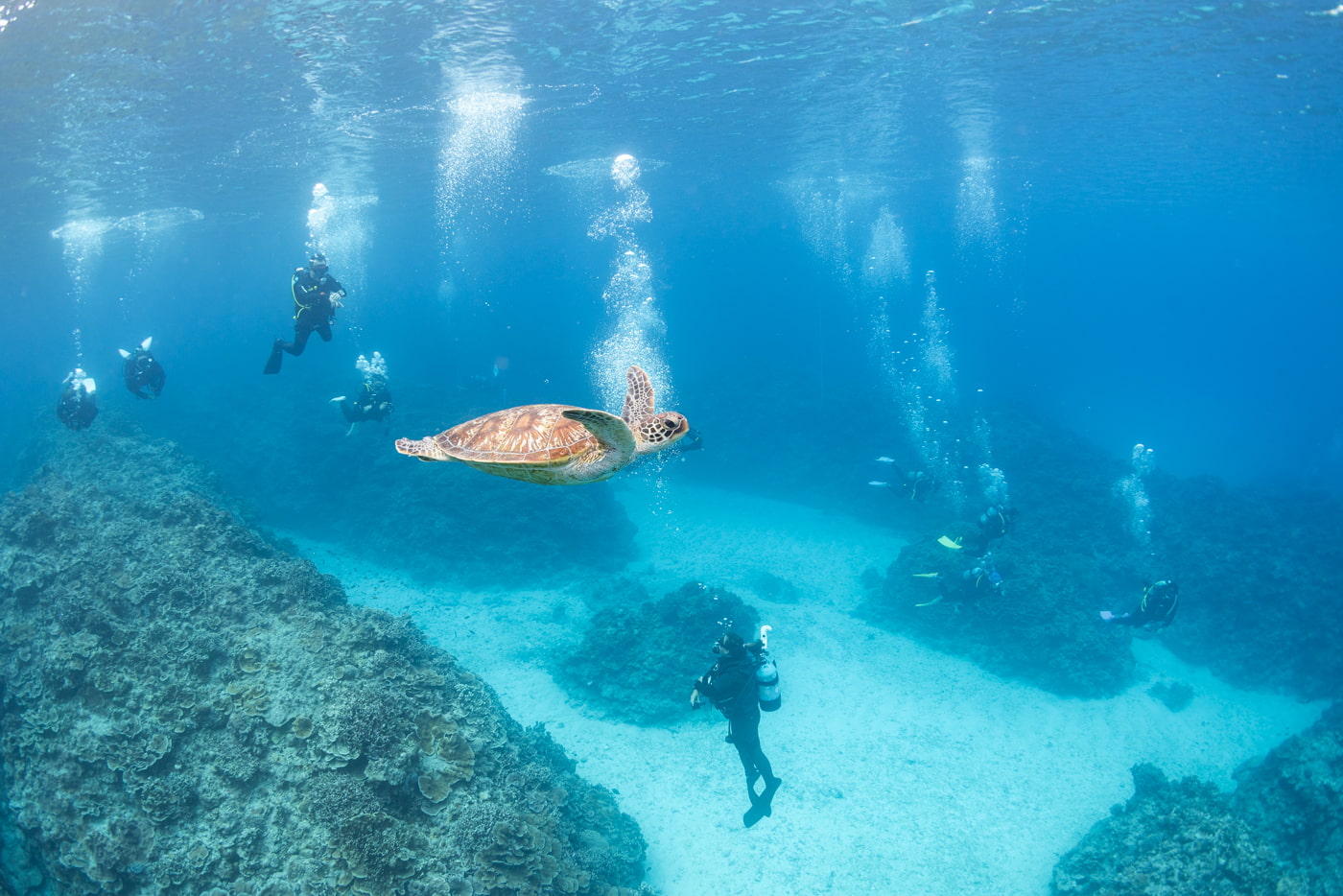 sea turtle
