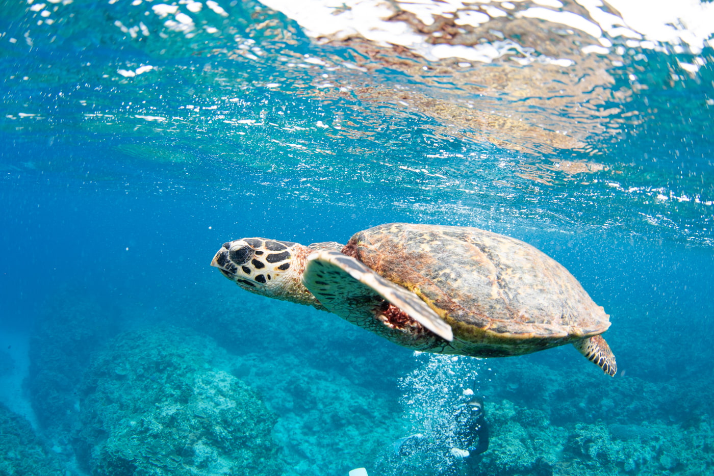 sea turtle