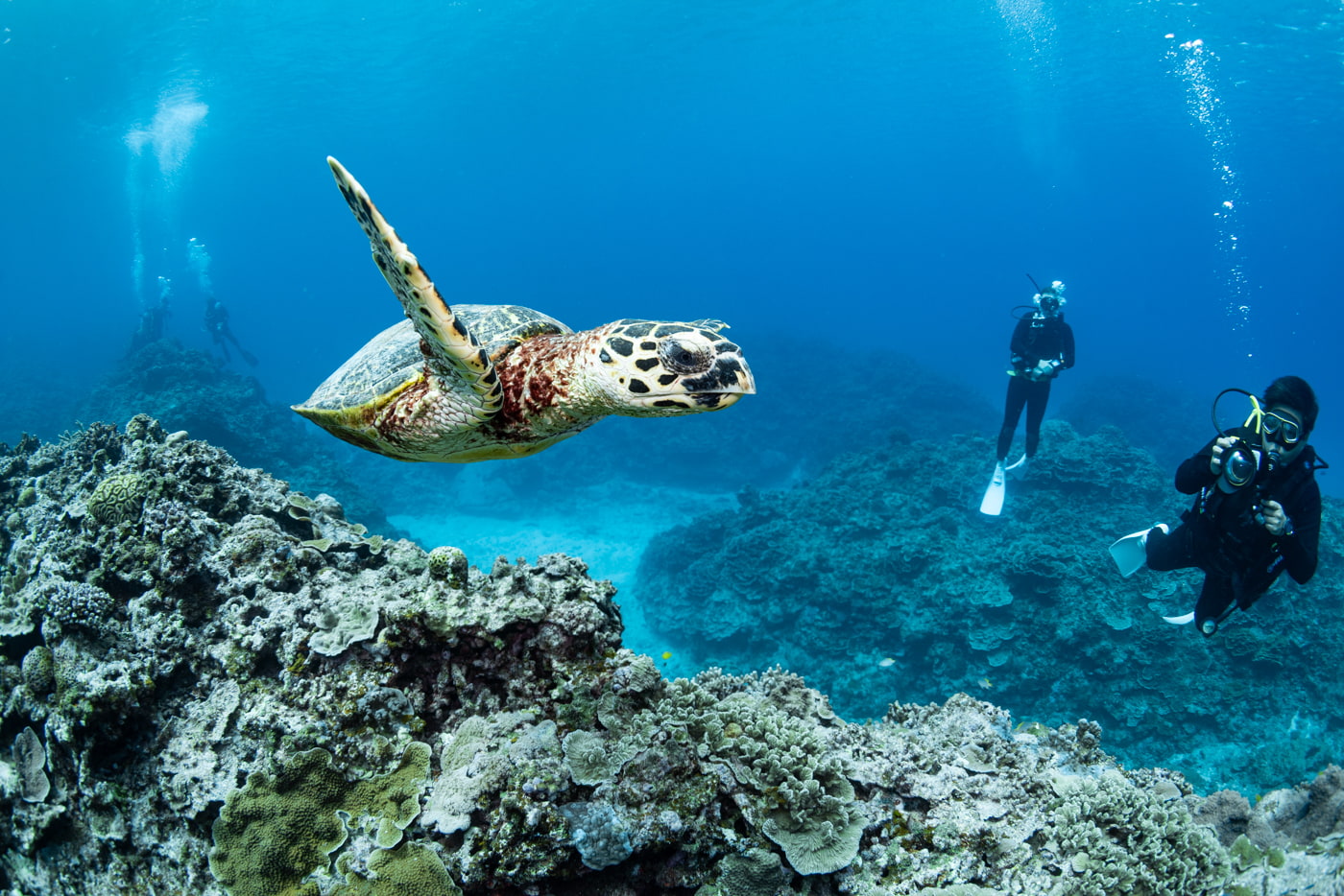 sea turtle and guests