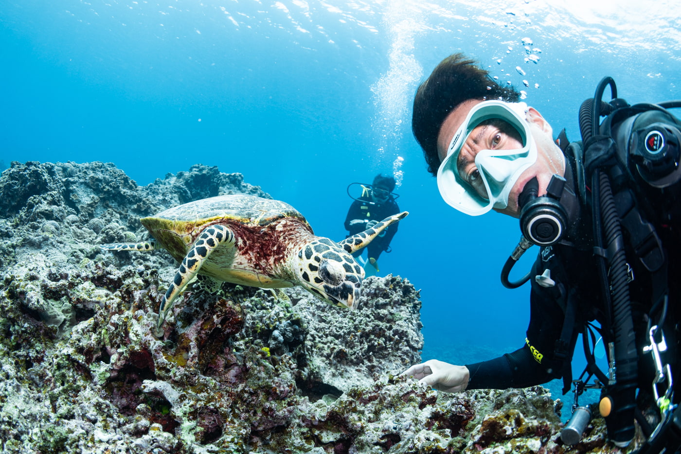 sea turtle and me