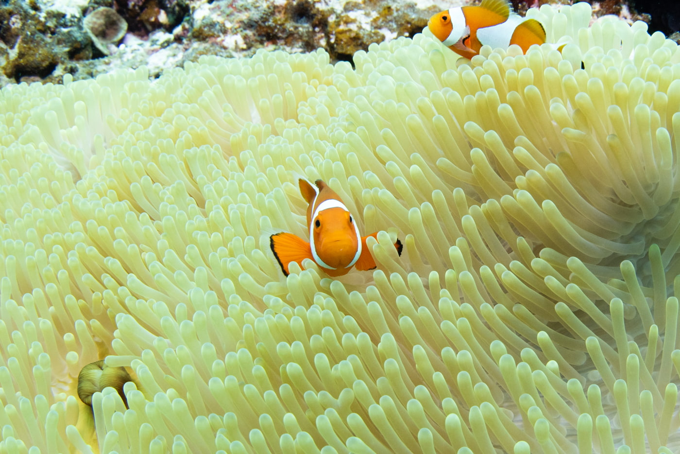 clownfish